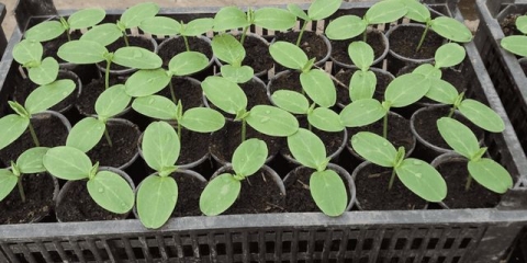 Kako klijati sjeme krastavca